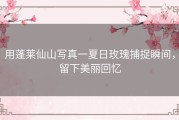 用蓬莱仙山写真一夏日玫瑰捕捉瞬间，留下美丽回忆